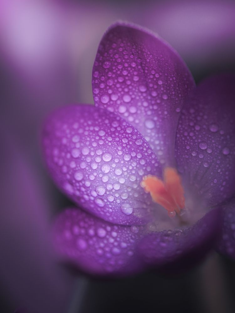 Photograph by Анна Тен