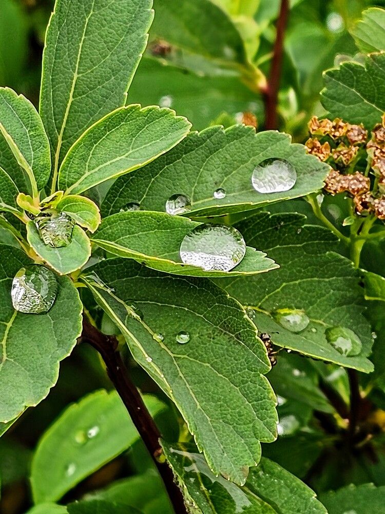 Photograph by Людмила Локтионова