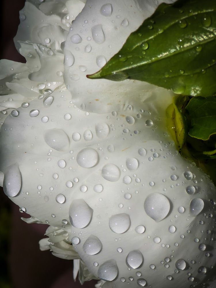 Photograph by Andrey Purtov