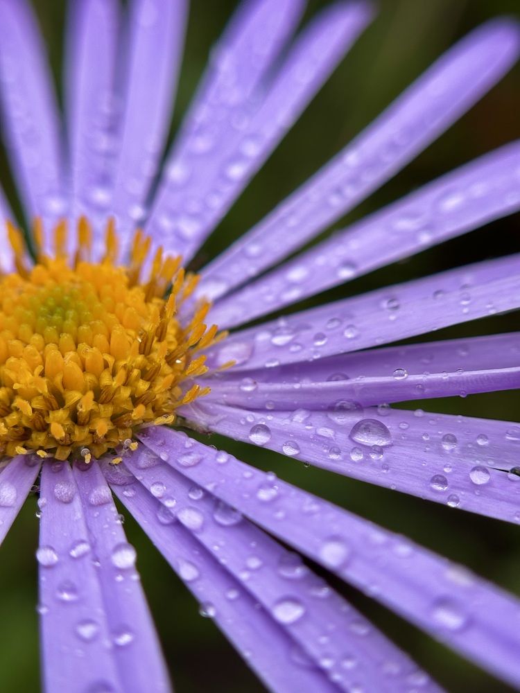 Photograph by Halina Mitsevich