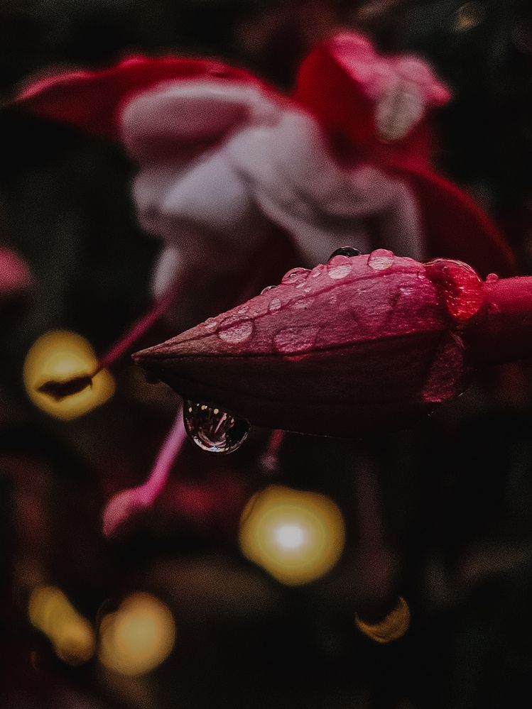 Photograph by Кристина Альшанская