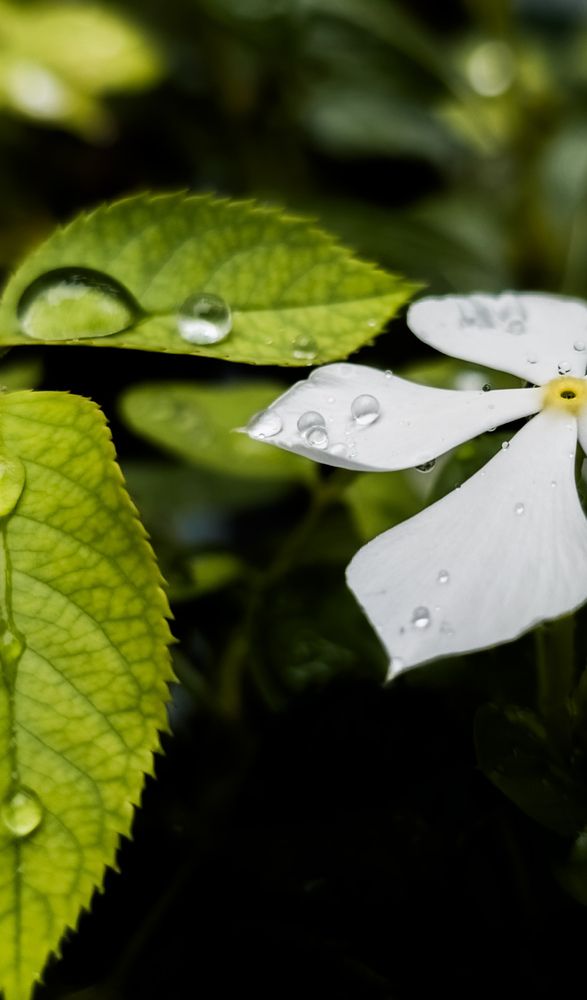 Фотография автора Dhruv Jangid