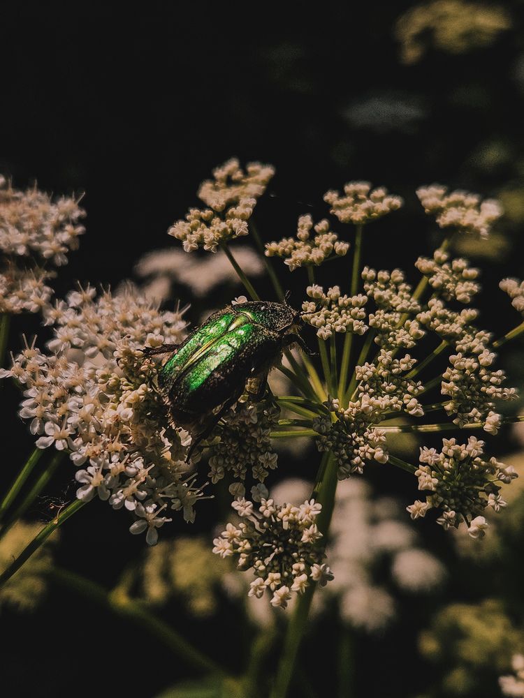 Фотография автора Кристина Альшанская