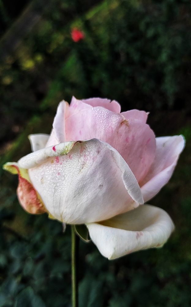 Photograph by GURJIT SHAH