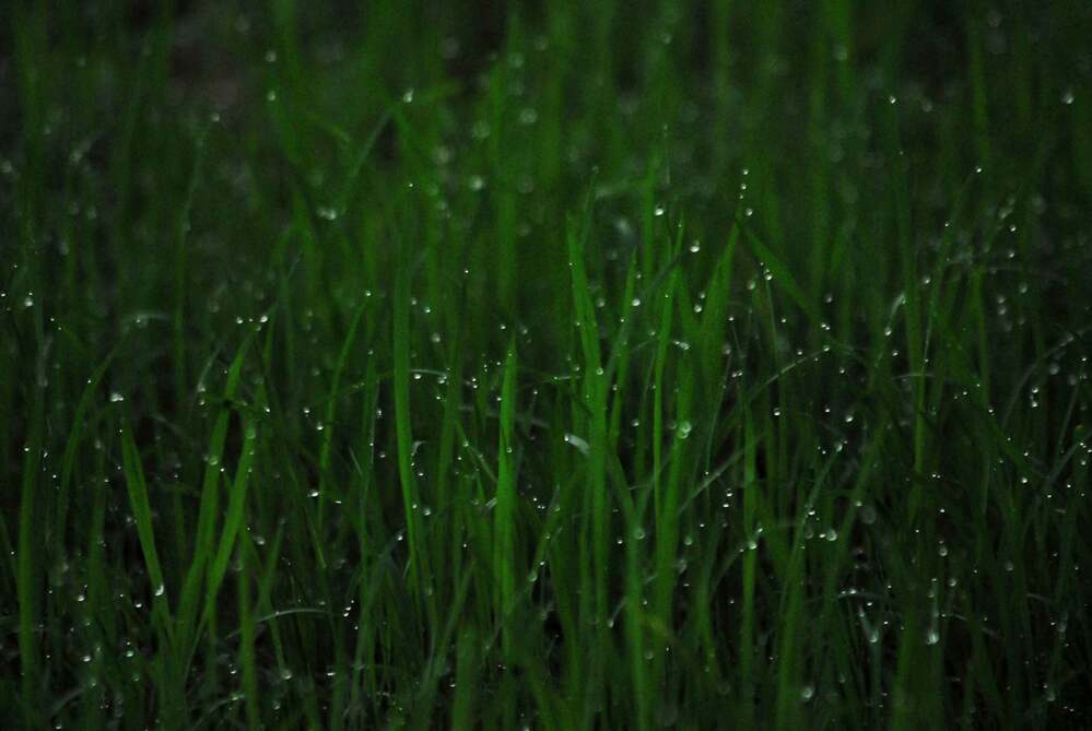 Photograph by George S George