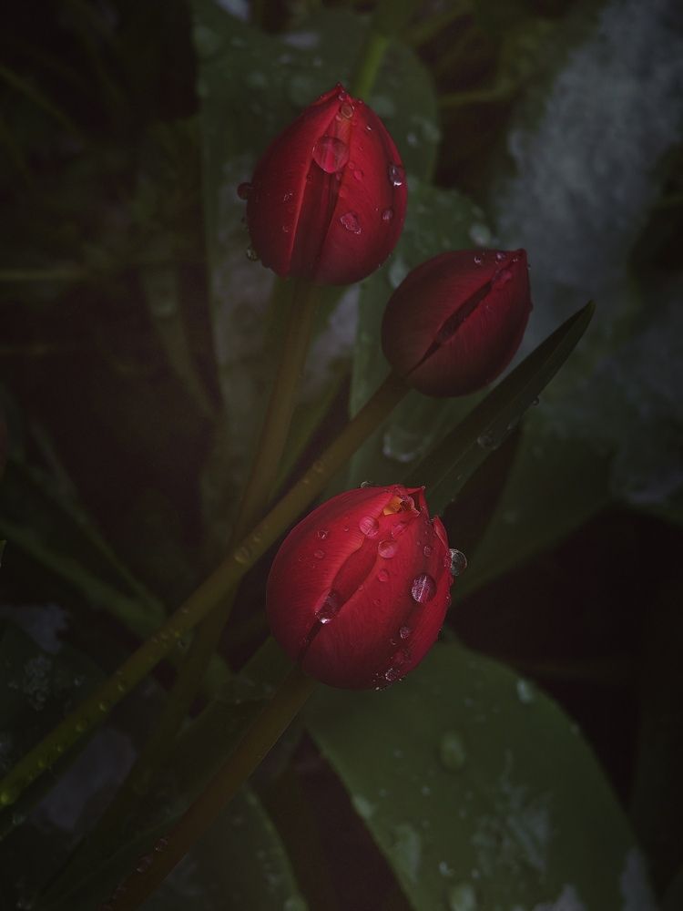 Фотография автора OXANA NAUMOVA