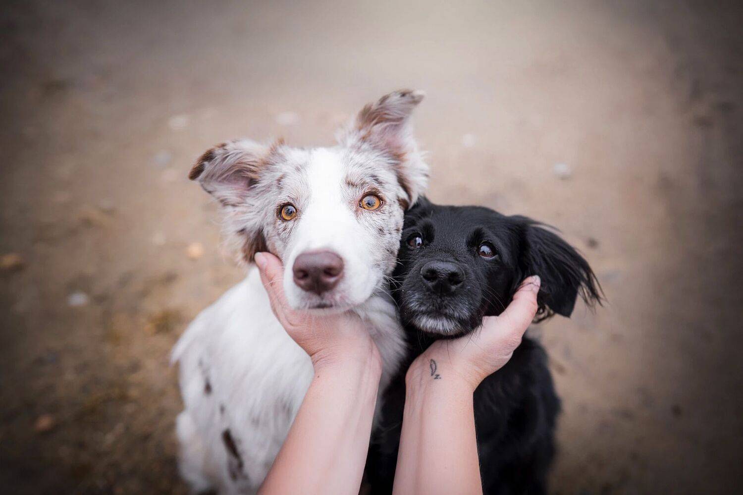 Фотография #12580533