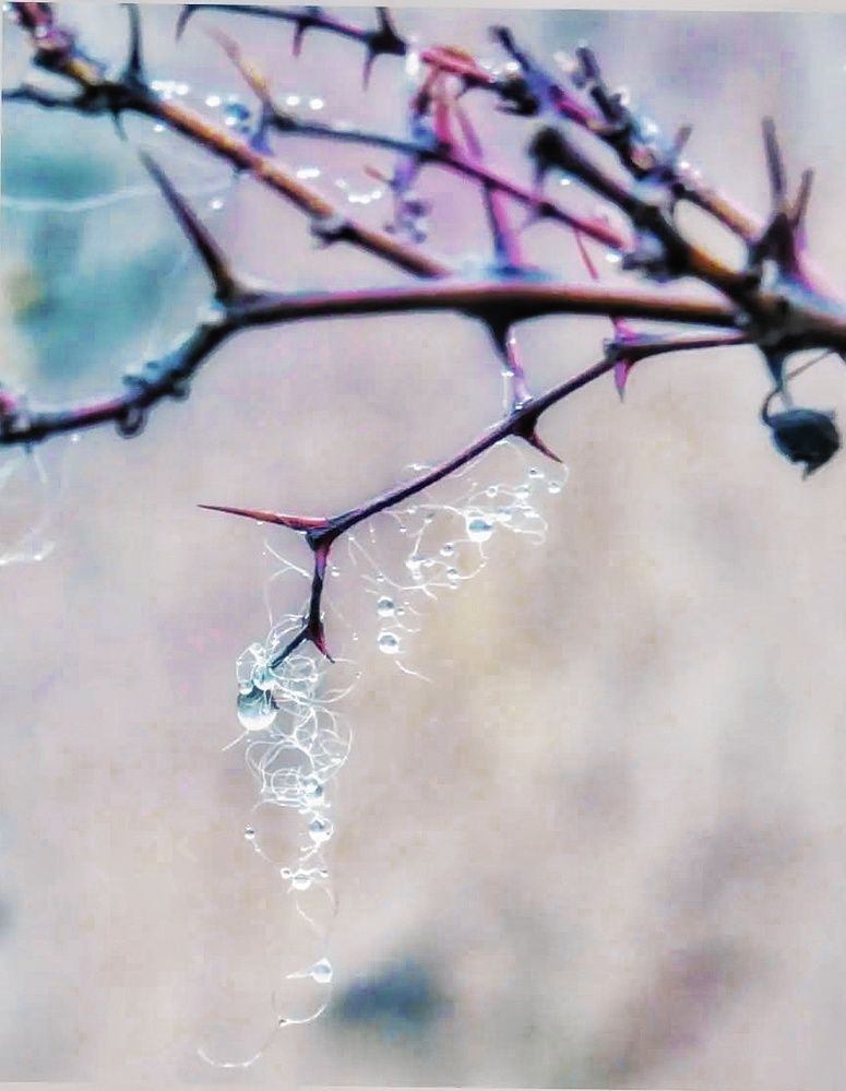 Photograph by Shahrzad Shahrokhi