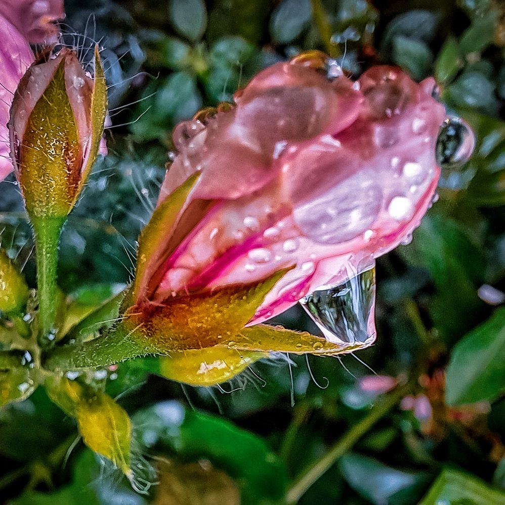 Photograph by Shahrzad Shahrokhi