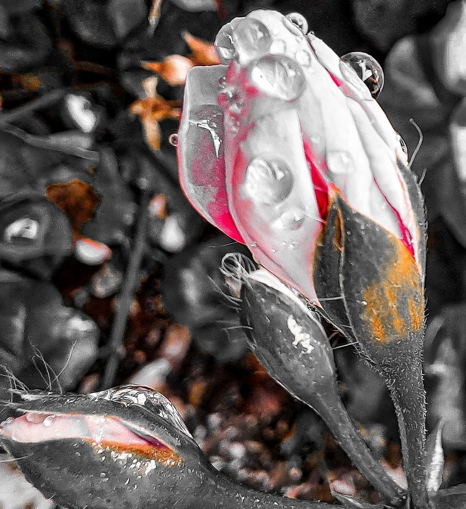 Photograph by Shahrzad Shahrokhi