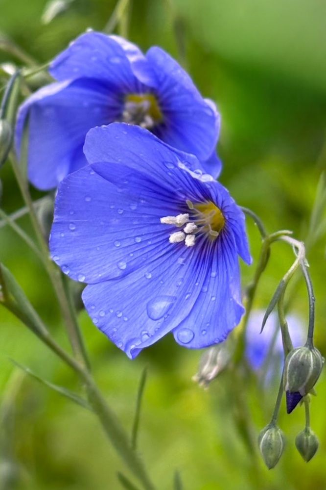 Photograph by Halina Mitsevich