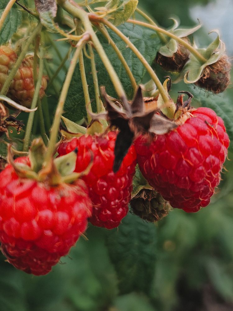 Photograph by Кристина Альшанская