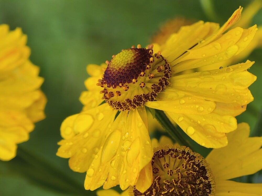 Photograph by Галина Бессуднова