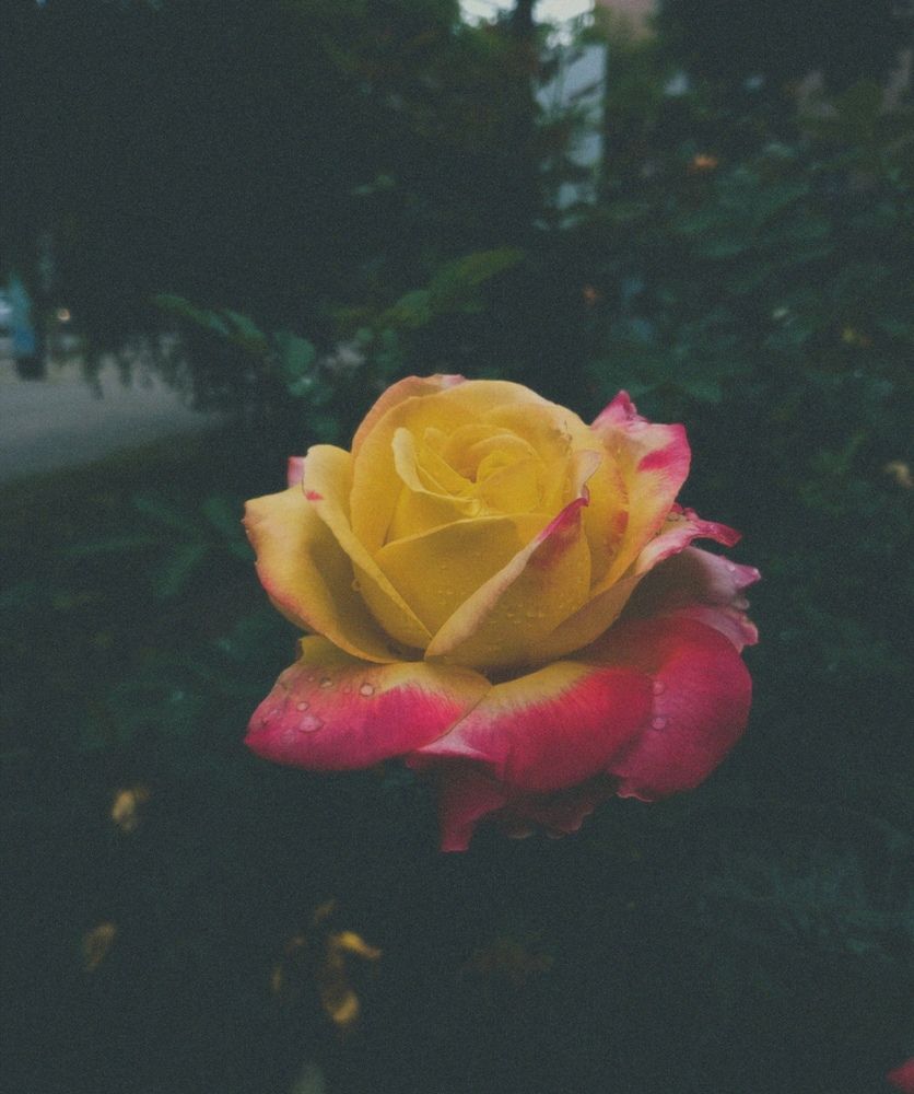 Photograph by Савина Анастасия Николаевна