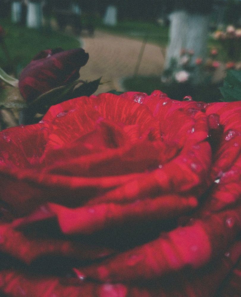 Photograph by Савина Анастасия Николаевна