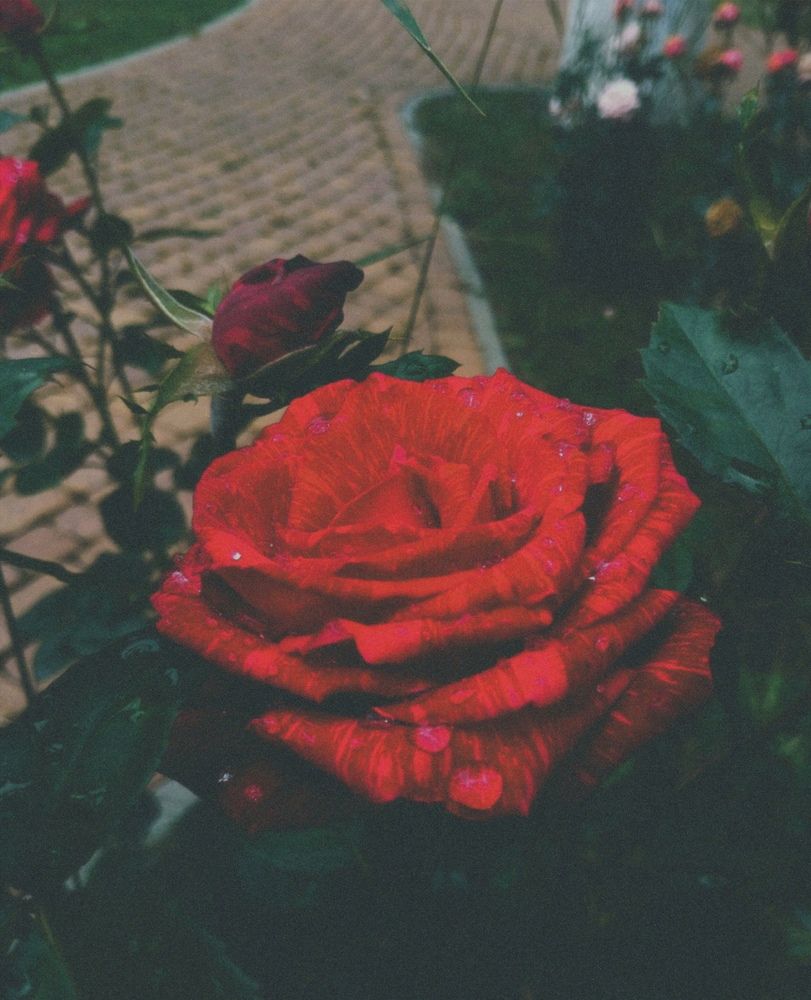 Photograph by Савина Анастасия Николаевна