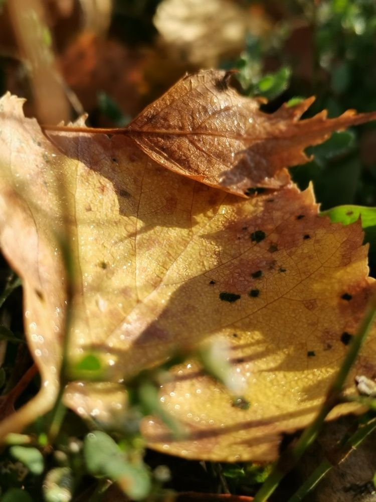 Photograph by Любовь Лунина