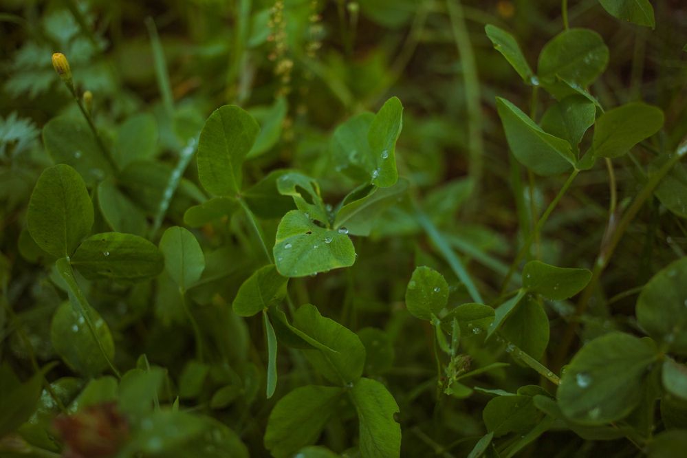 Photograph by Мария Грин (Сычёва)