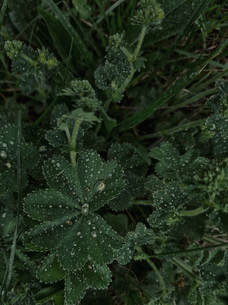 Фотография автора Irina Linina