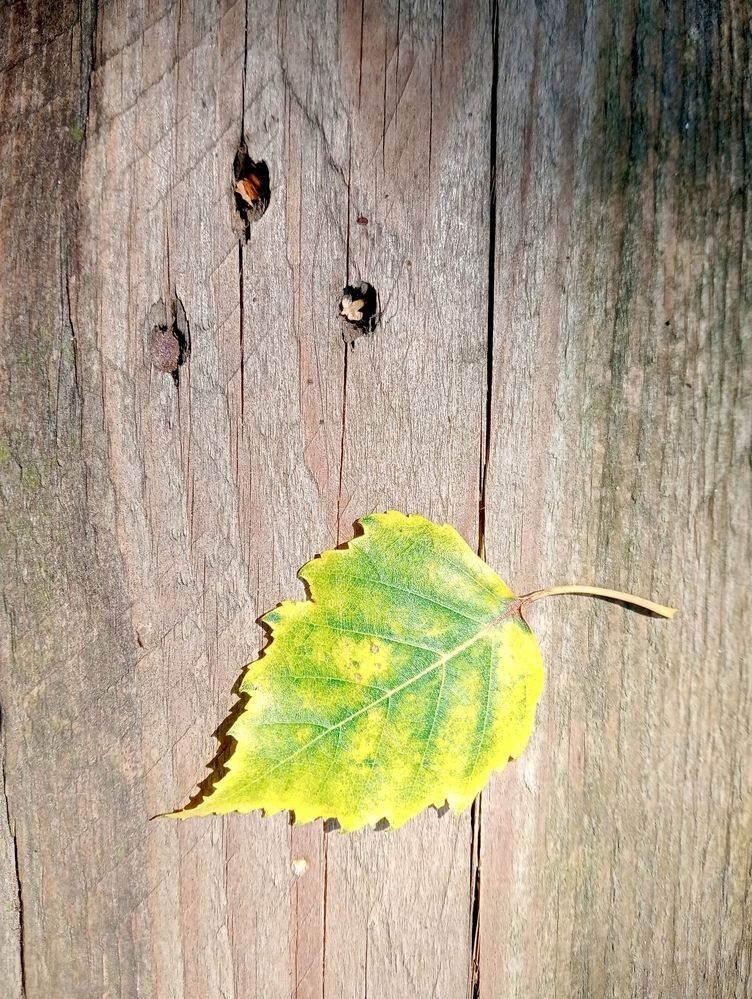 Знаки осени