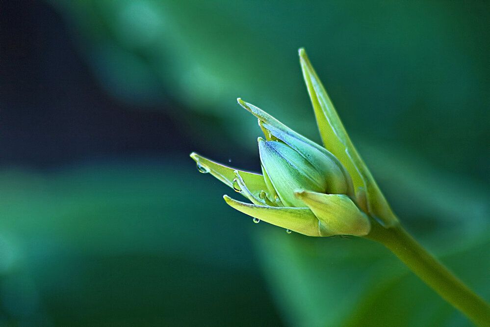 Photograph by A. G. Bisschop