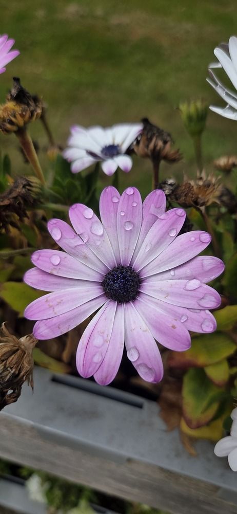 Photograph by Alena Smolianinova