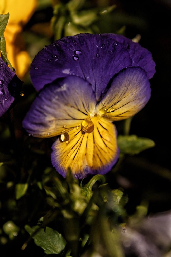 Photograph by Марина Тувышева-Чукавина