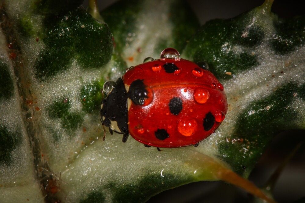 Photograph by SOUFIANE EL KADAOUI