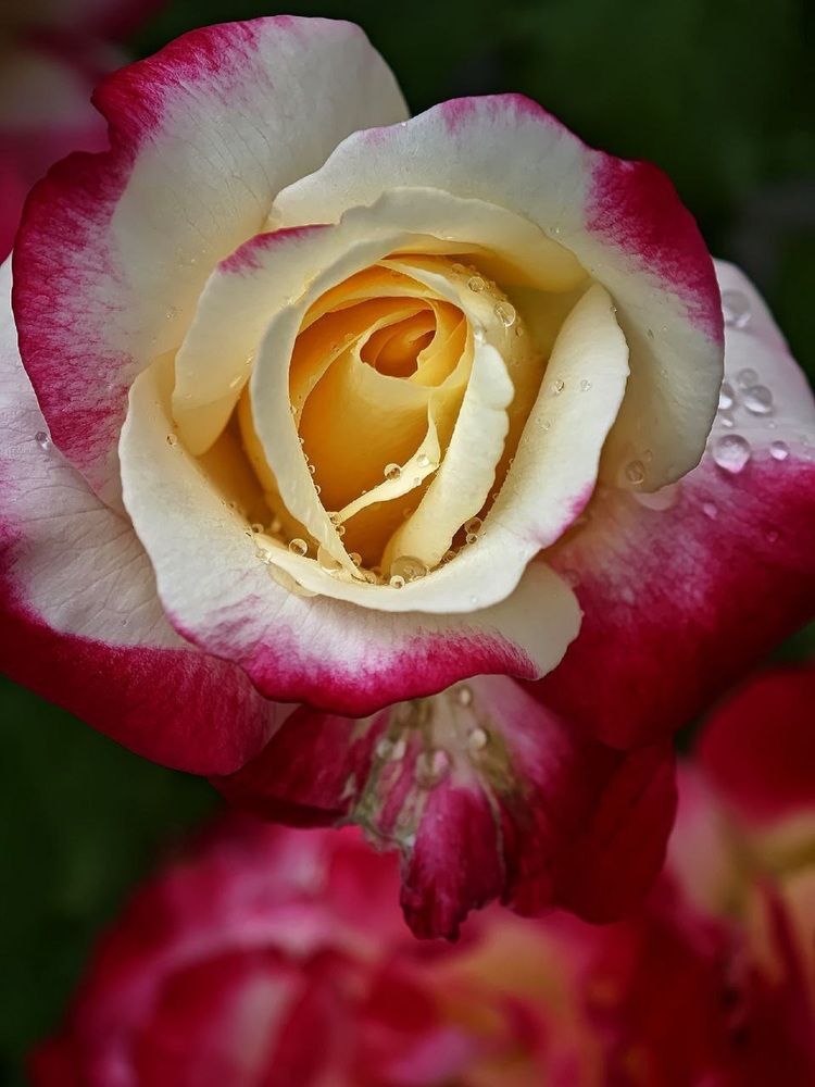 Фотография автора Natalya Firsova