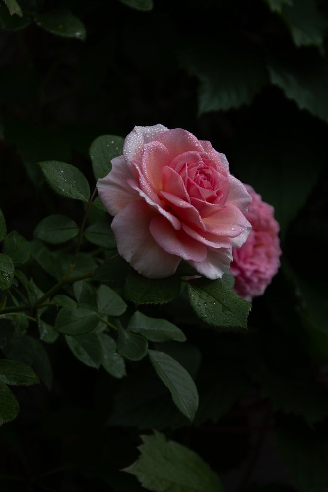 Photograph by Dina Garipova