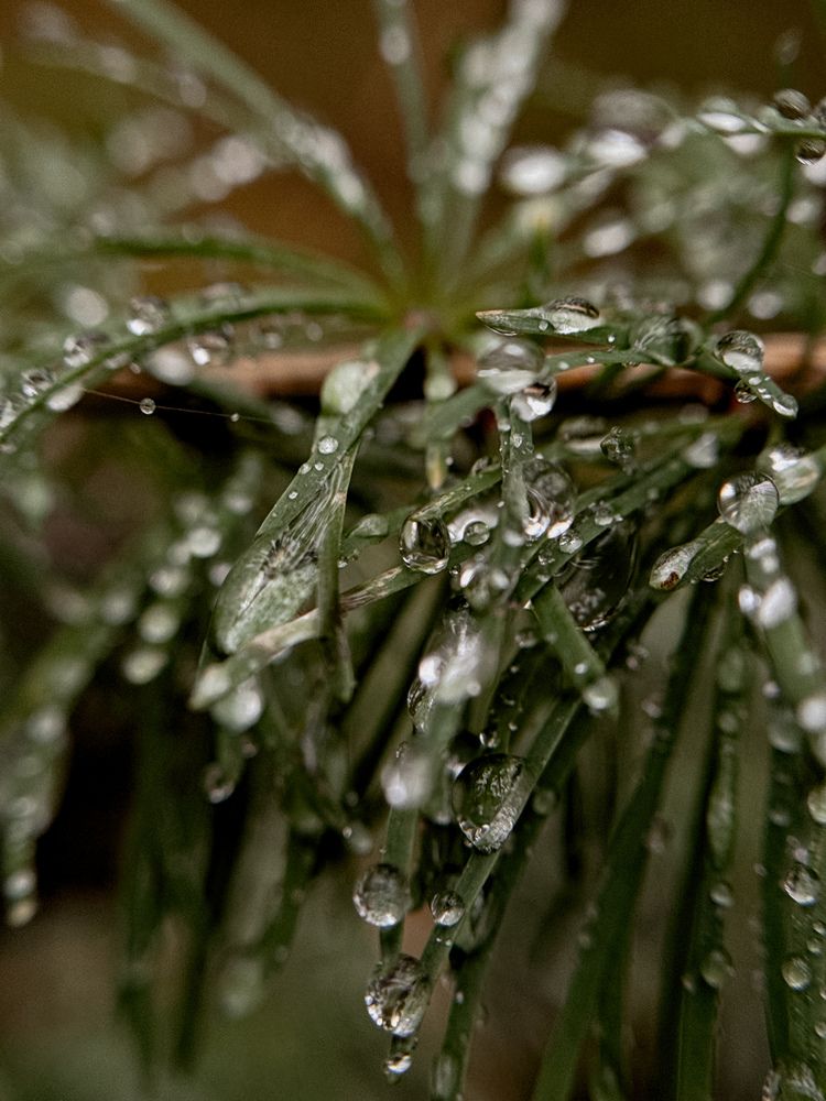 Photograph by Елена Гребенюк