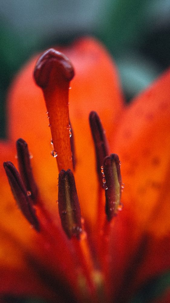 Photograph by Елена Гребенюк