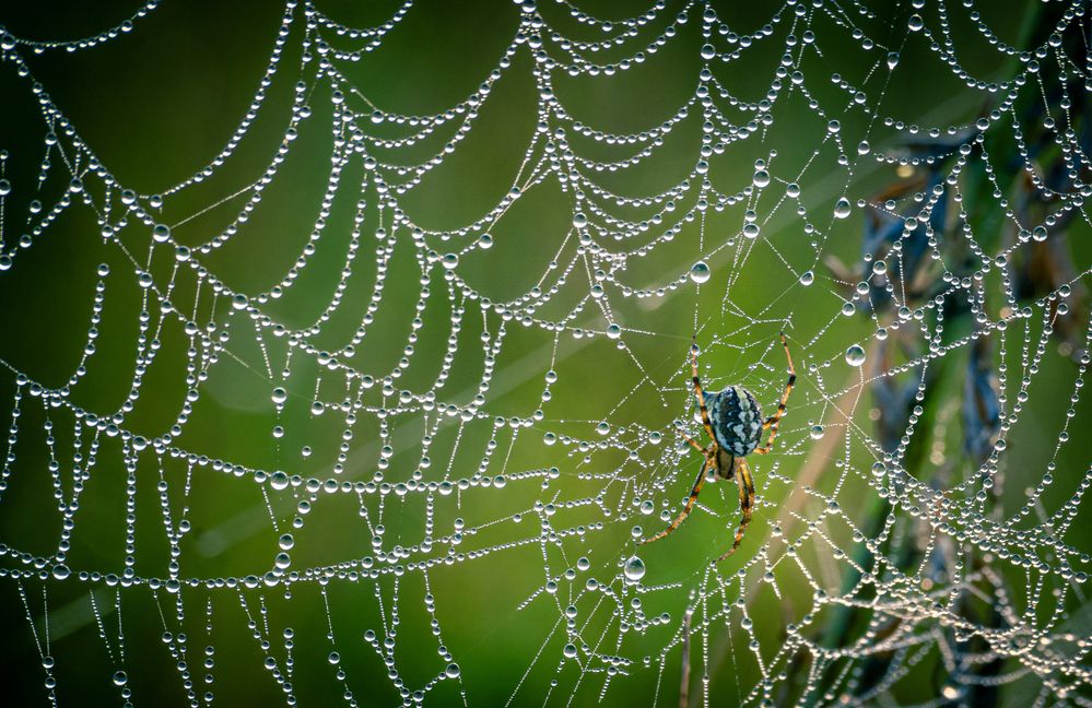 Photograph by Александр Рудный