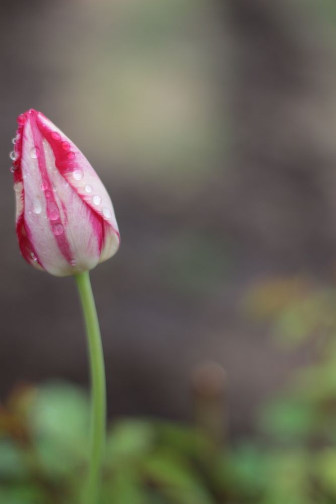 Photograph by АЛЛА ТАРАСЕНКО