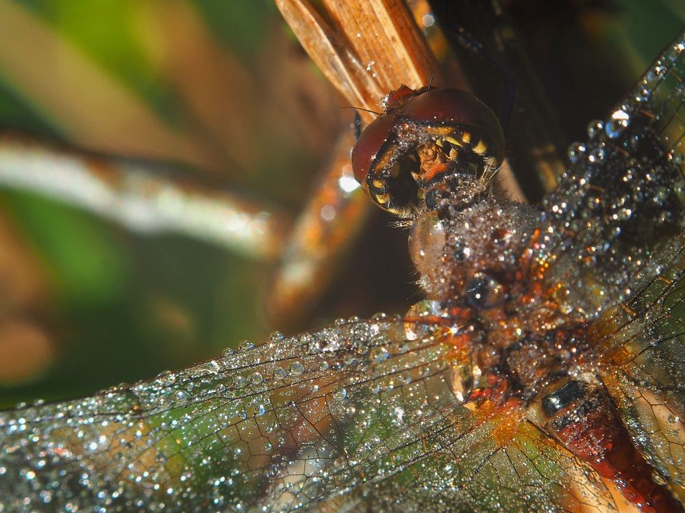 Photograph by Наталья