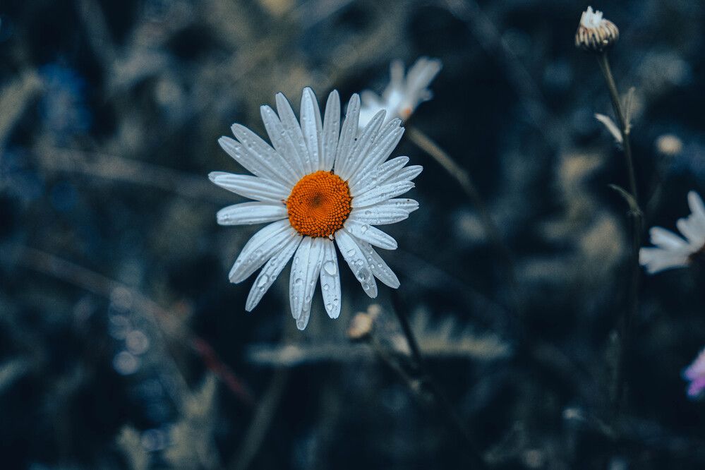 Photograph by Альберт Габбасов