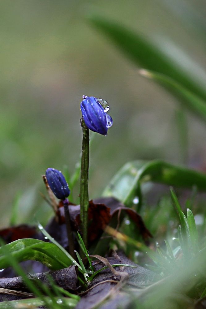 Фотография автора Светлана Цудзевич