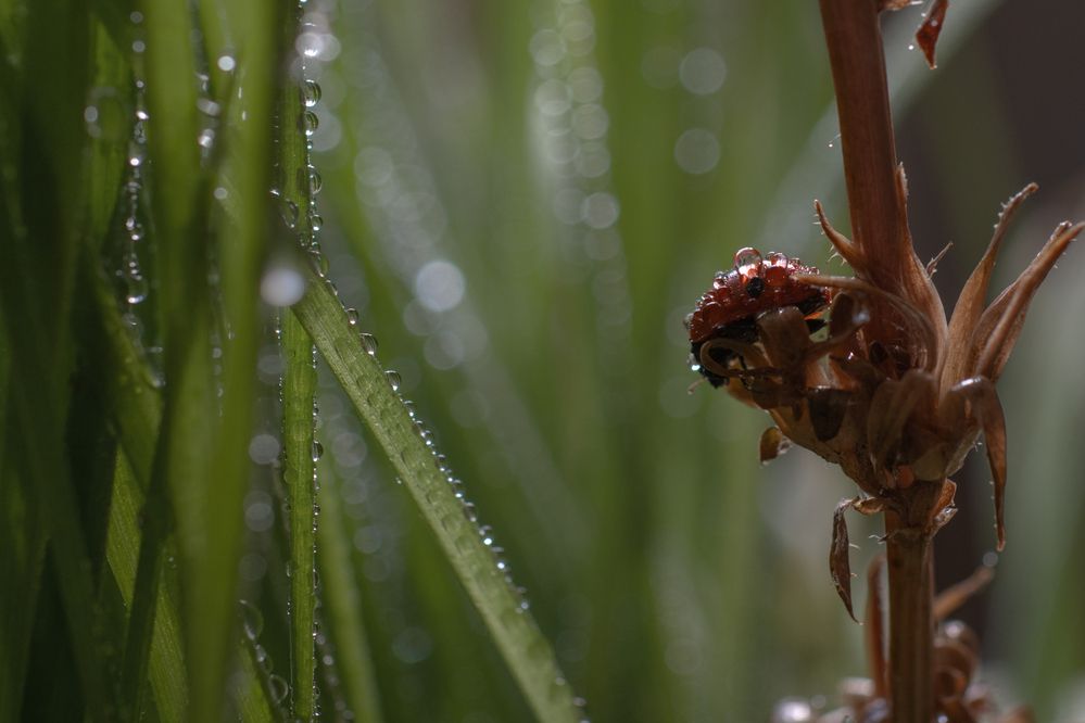 Photograph by Татьяна Эрбутаева