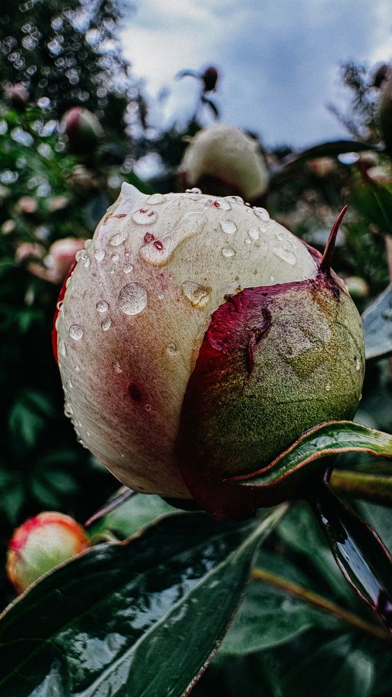Photograph by Алёна Мозжухина