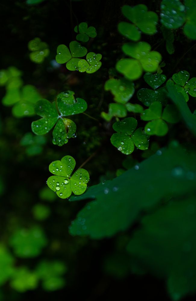 Photograph by Герман Крупенин