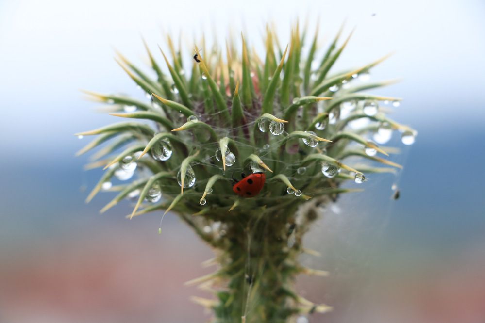 Photograph by Cengiz Yalcin