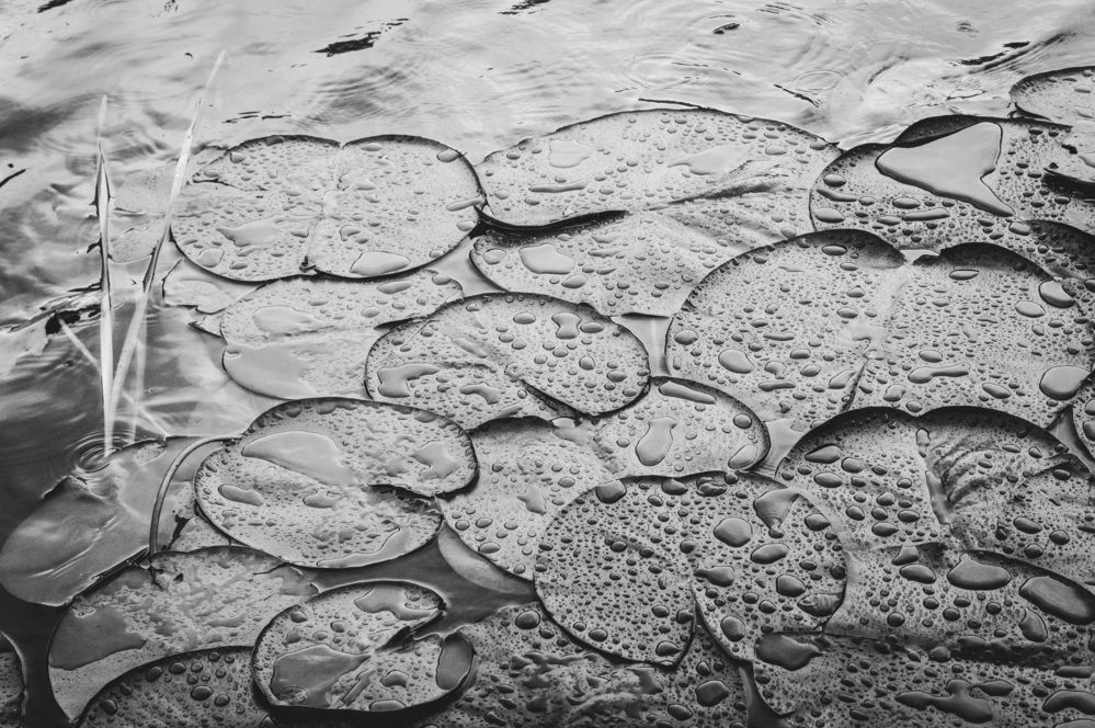 Photograph by Шугаева Александра