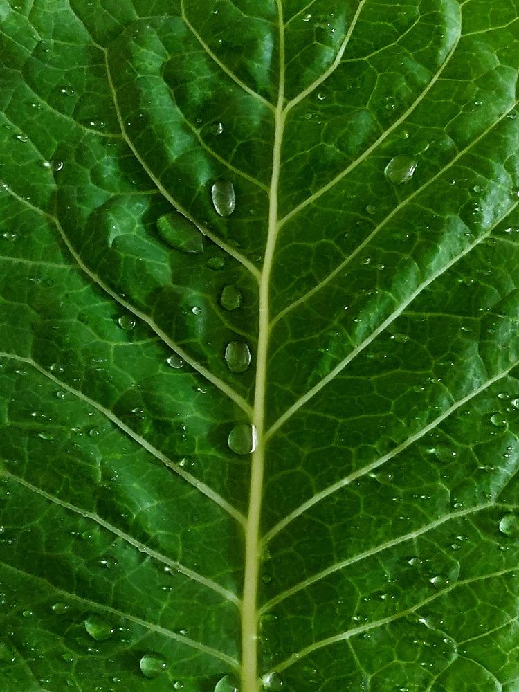 Photograph by Maria da Conceição Queiroz