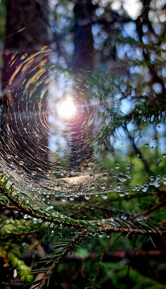 Photograph by Галина Перепечаева