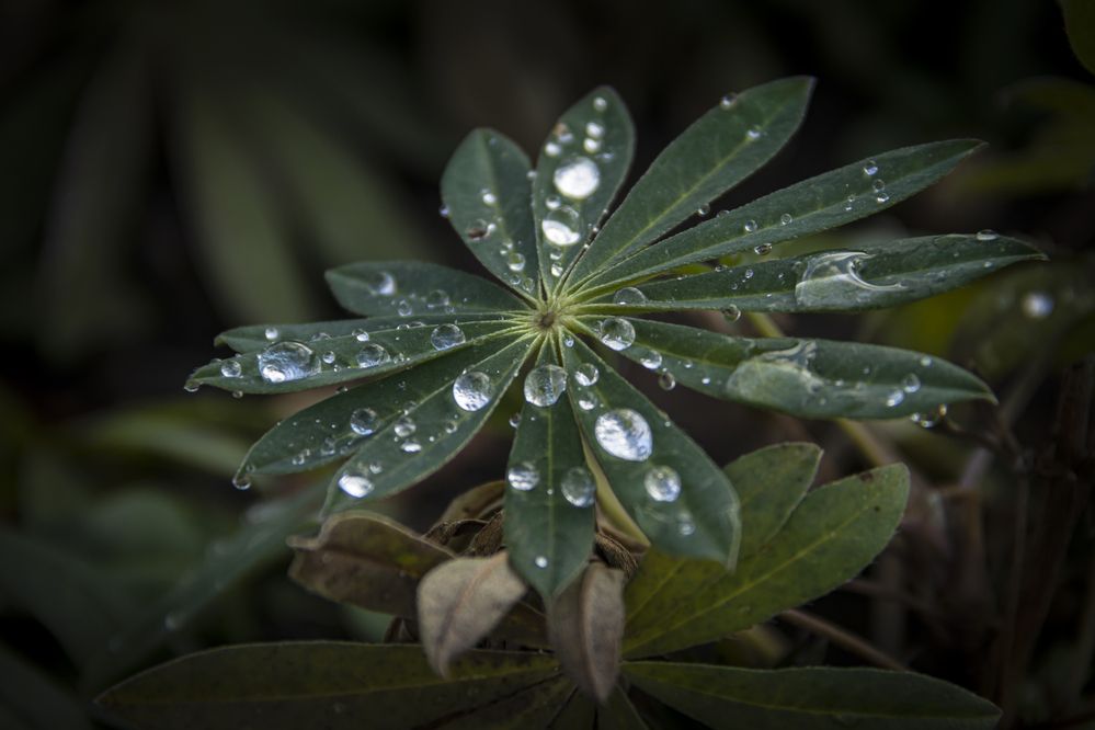 Фотография автора Владимир Волков
