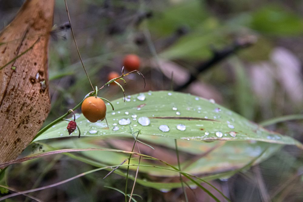 Фотография автора Владимир Волков