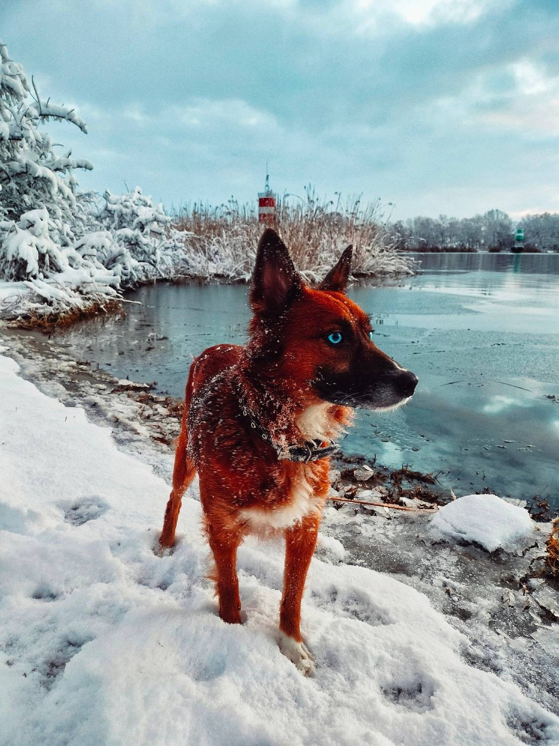 Моя неземная