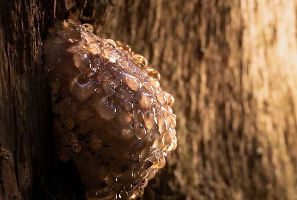 Photograph by Рихард Мисан