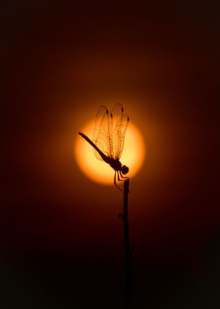 The Vitruvian Dragonfly