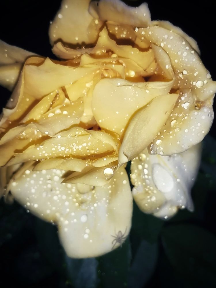 Photograph by Анжелика